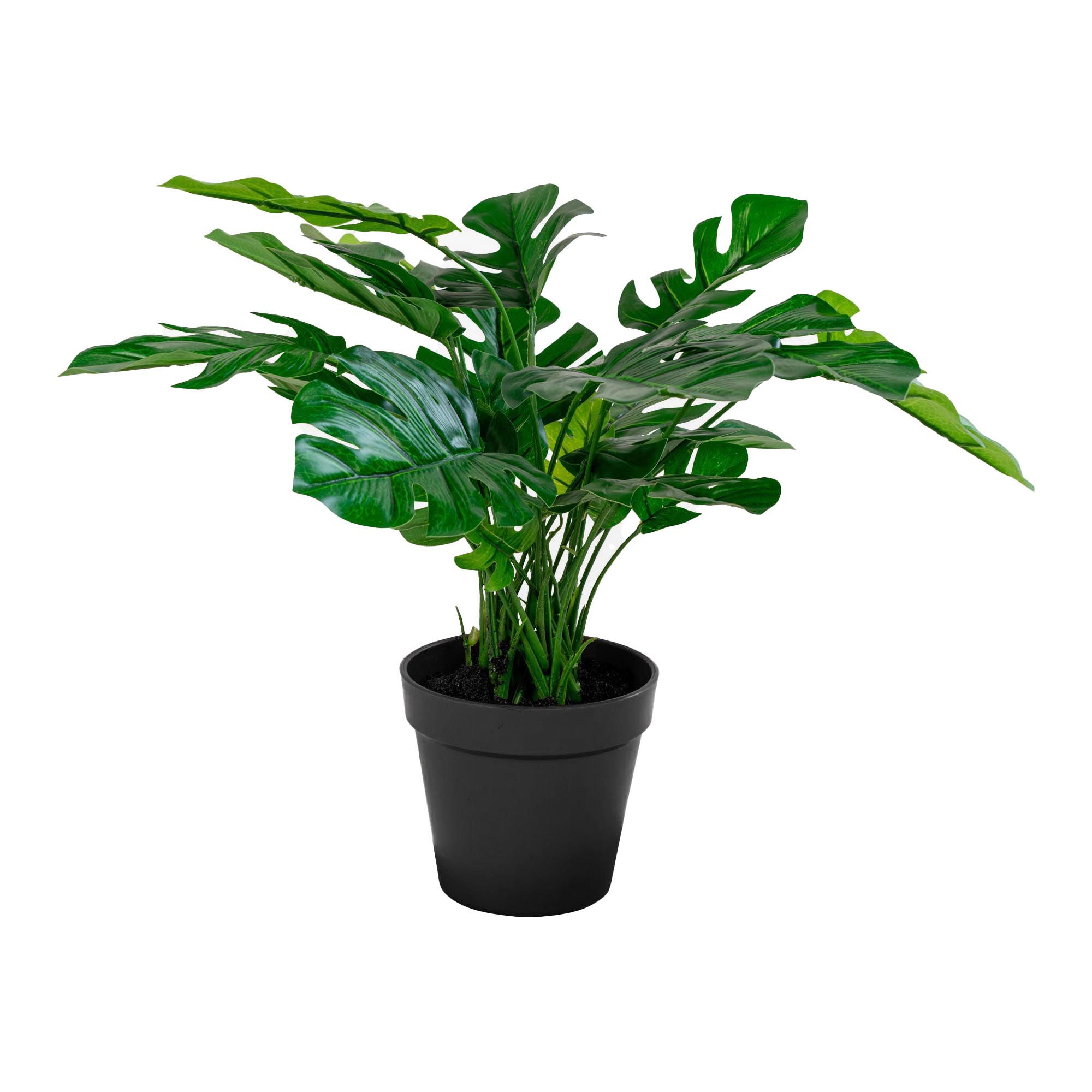MONSTERA 9501040